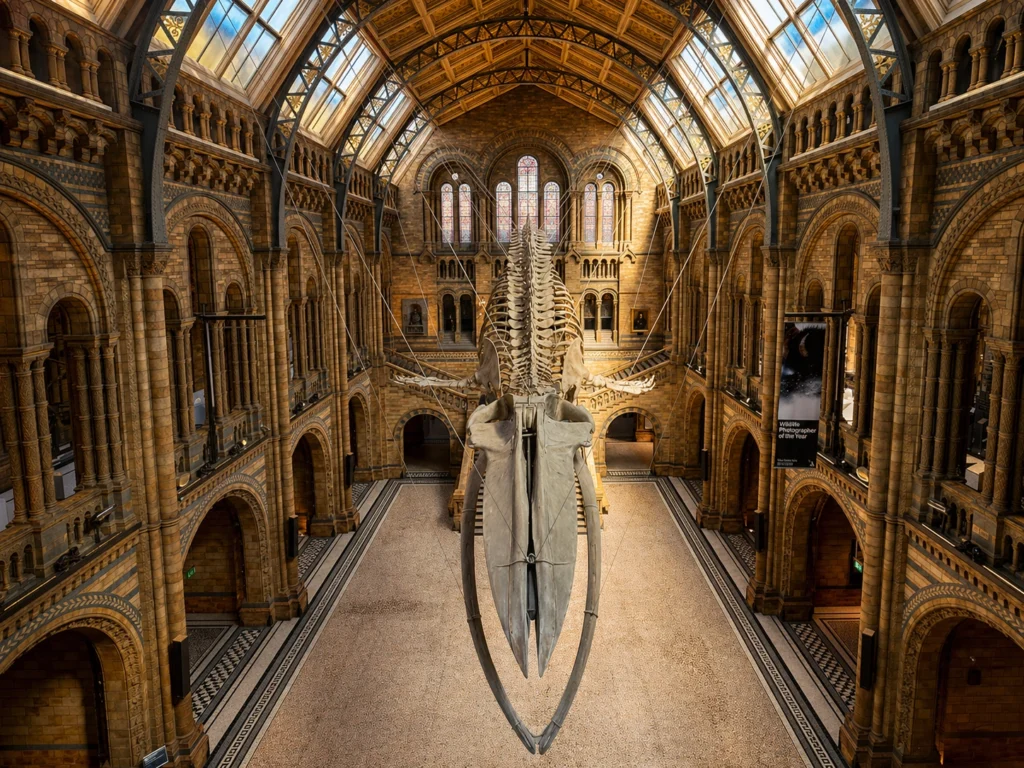 Hintze Hall at the Natural History Museum in London with the suspended blue whale skeleton